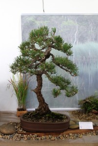 Japanese Black Pine