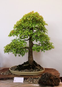 Trident Maple