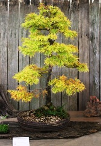 Larch