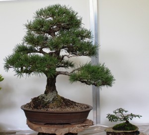 Scots Pine