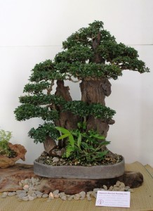 Chinese Elm