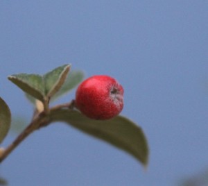 Close up of the fruit