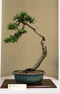 Pyracantha - yellow berry