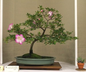 Azalea 