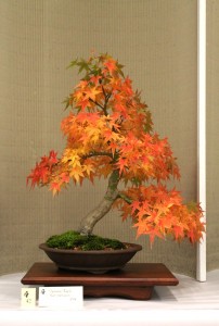 Japanese Maple