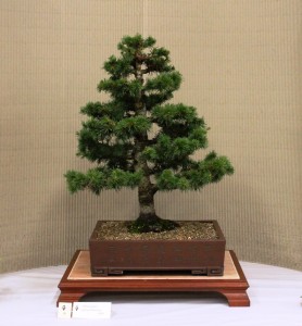 Atlantis Cedar 