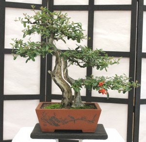 Pyracantha - red berry