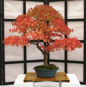 Japanese Maple