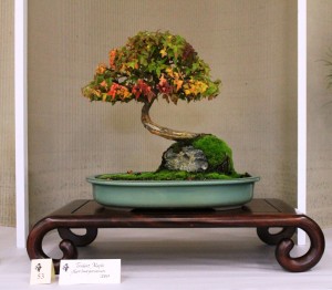 Trident Maple