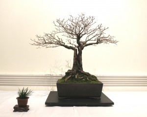 English Elm