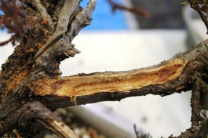 Excavating part of the branch to allow the branch to be bent into position
