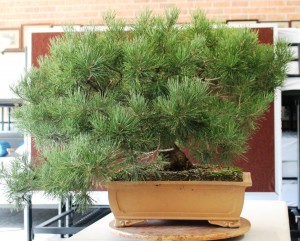 Scots Pine before work commenced