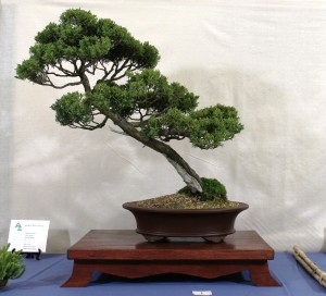 Juniper chinensis