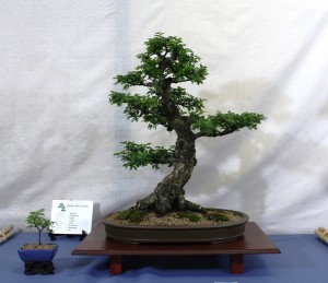 Chinese elm