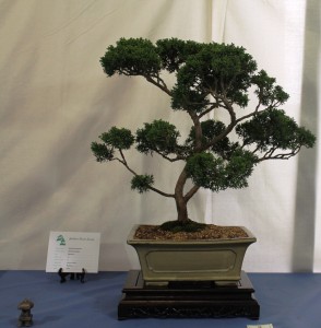 Juniper chinensis