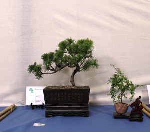 Mugo pine