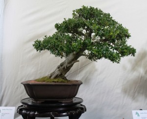 Buxus - Japanese Box