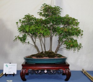 Trident maple group