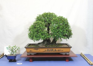 Chinese elm