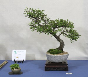 Chinese elm