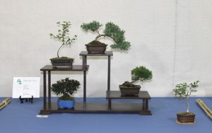 Shohin display