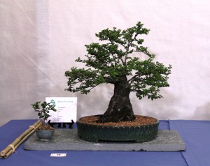 Chinese elm