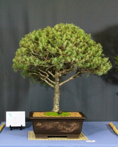 Stone pine