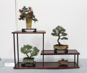 Shohin display of Grevillea, Tea Tree and Dwarf Grey Honey Myrtle