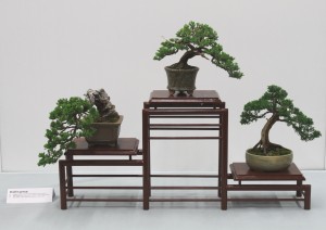 Shohin display of three junipers