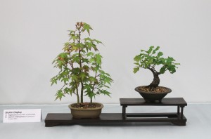 Shohin display of Oak and Maple