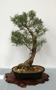 Eucalyptus nicholii