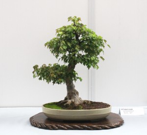 Trident Maple