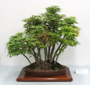 Japanese maple group