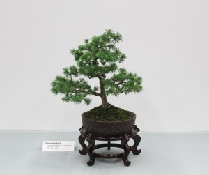 Japanese larch