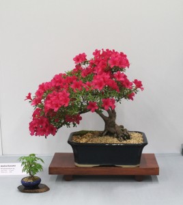 Azalea Kurume