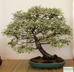 Chinese elm