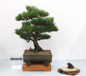 Japanese black pine