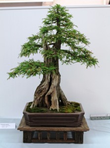 Swamp cypress