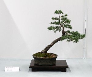 Spruce