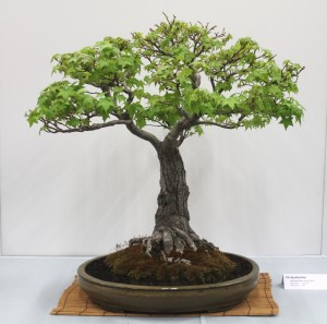 Liquidambar