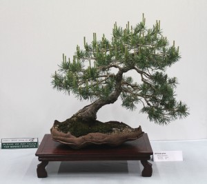 Scots pine