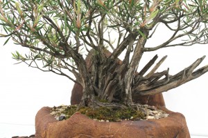 Bottle brush trunks