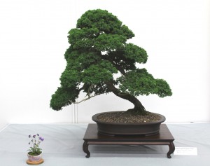 Juniper procumbens 'Nana'