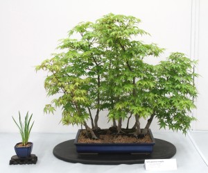 Japanese maple group