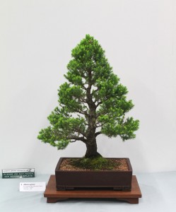 Spruce