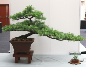 Himalayan cedar
