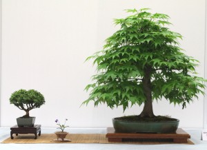 Japanese maple with Kingsville box