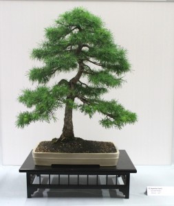 Japanese Larch