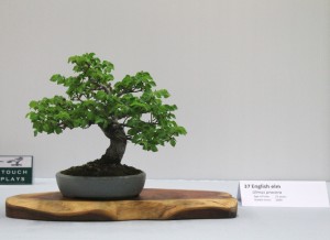 English Elm - shohin