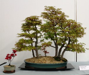 Japanese Maple group